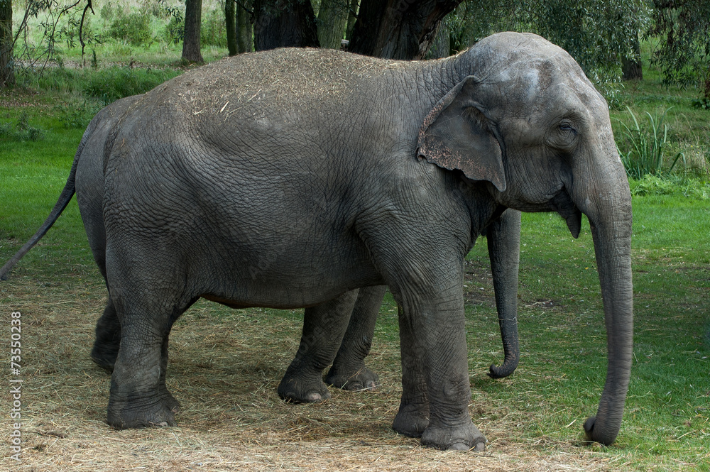 Fototapeta premium éléphant