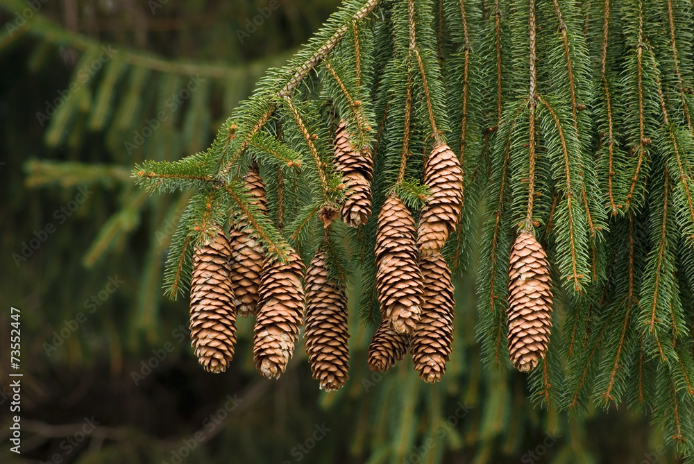 Naklejka premium NORWAY SPRUCE PINE CONES - PICEA ABIES