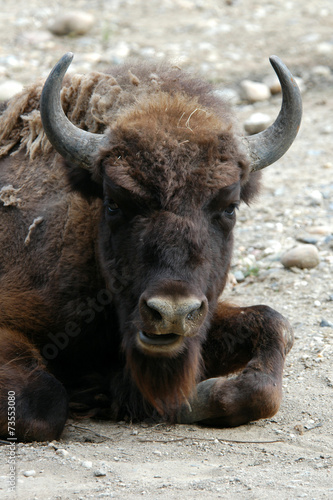 European bison (Bison bonasus)..