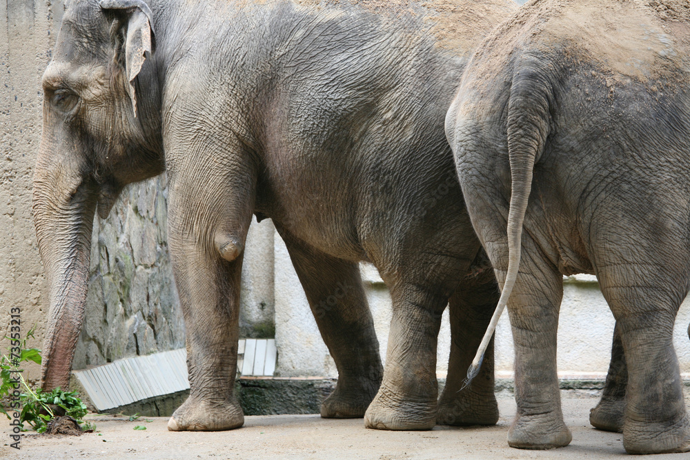 Naklejka premium Indian elephants (Elephas maximus indicus)..