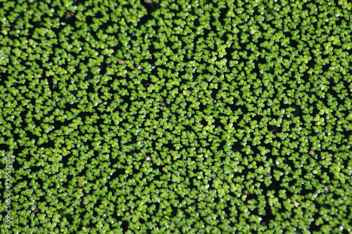 Photos Common duckweed (Lemna minor). Full frame texture. .