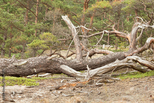Fallen pine in dry, sandy environment, important habitat
