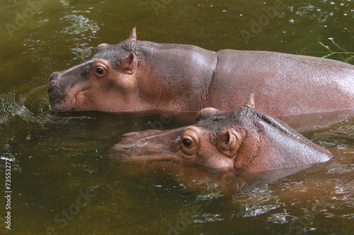 Two hippopotamuses (Hippopotamus amphibius)..