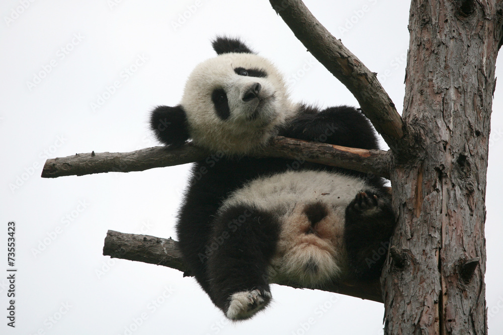 Fototapeta premium Giant panda cub (Ailuropoda melanoleuca).