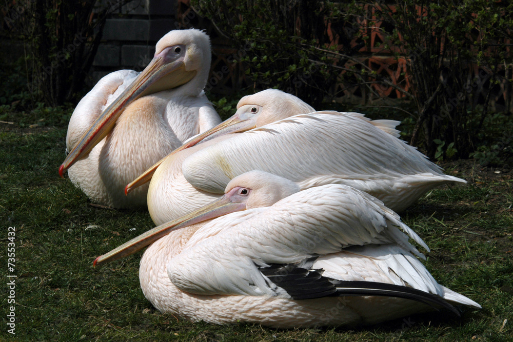 Great white pelicans (Pelecanus onocrotalus).. Great white pelicans (Pelecanus onocrotalus)..