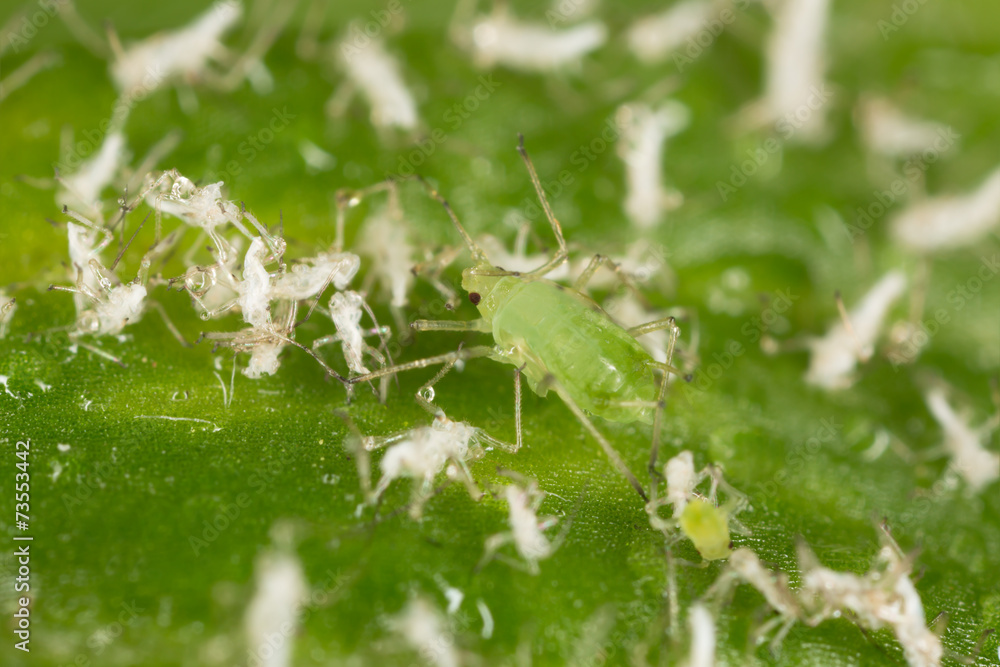 Aphids, close up photo