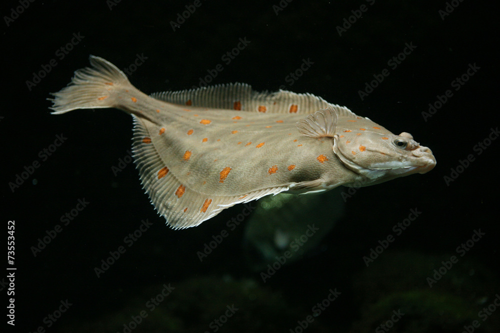 Fototapeta premium European plaice fish (Pleuronectes platessa)..