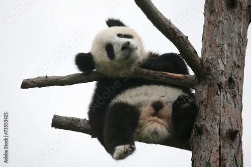 Fototapeta Naklejka Na Ścianę i Meble -  Giant panda cub (Ailuropoda melanoleuca).