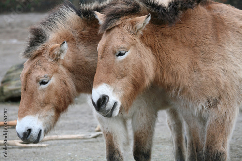 Two Przewalski's horses (Equus ferus przewalskii).
