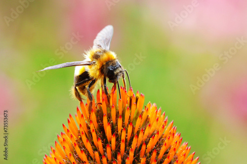A bee and flower © G3D Studio