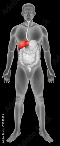 The liver function in the digestive system