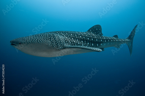 whale shark © Fluoo