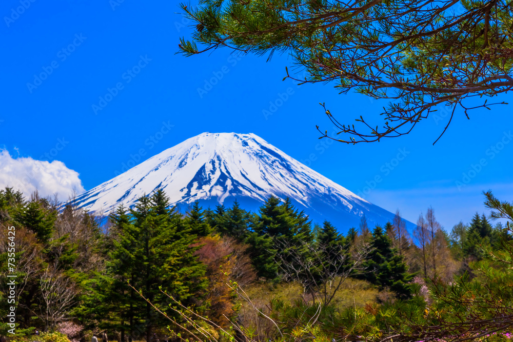 Green forest and Mount Fuji under the blue sky