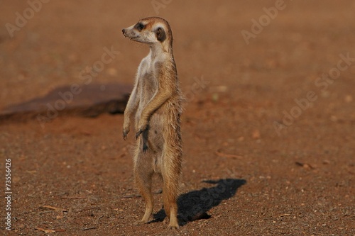 Erdmännchen (suricate suricatta)