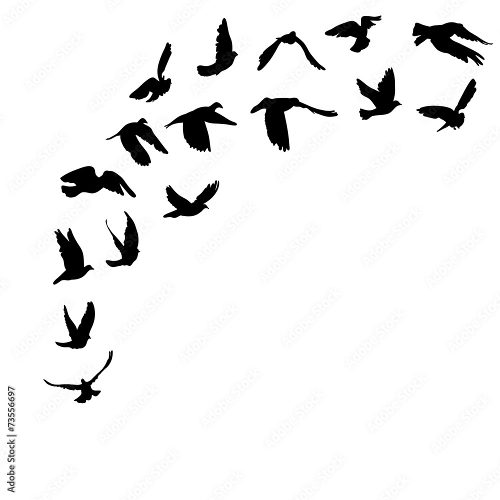 Doves and pigeons set for peace concept and wedding design. Doves and pigeons set for peace concept and wedding design.
