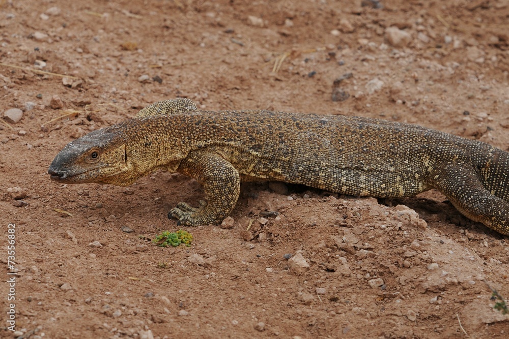 Waran (varanus) Waran (varanus)
