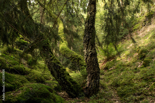 Wie im Urwald