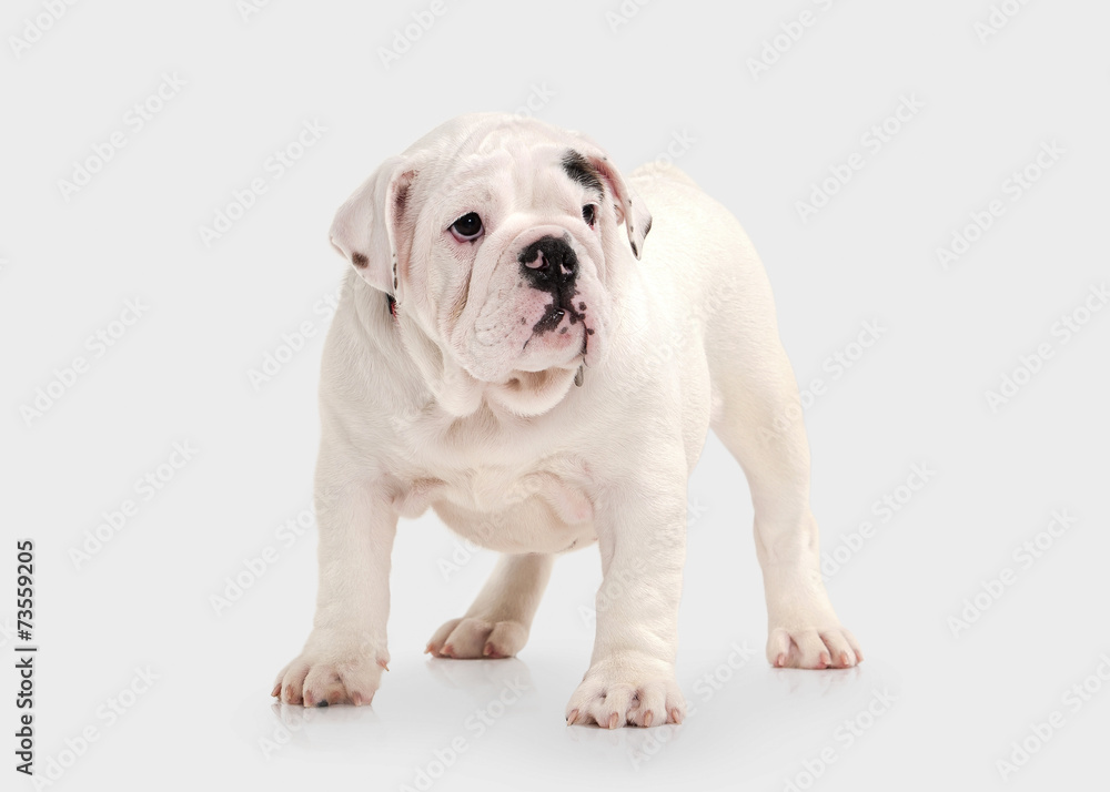 Dog. English bulldog puppy on white background Dog. English bulldog puppy on white background