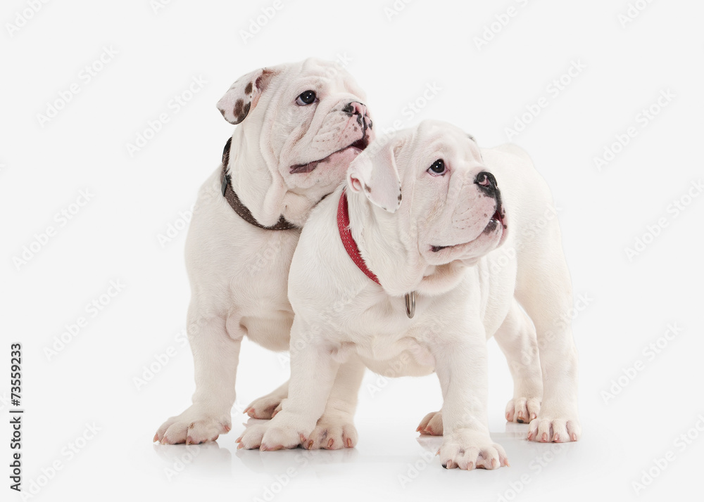 Dog. Two English bulldog puppies on white background Dog. Two English bulldog puppies on white background