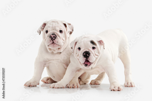 Dog. Two English bulldog puppies on white background