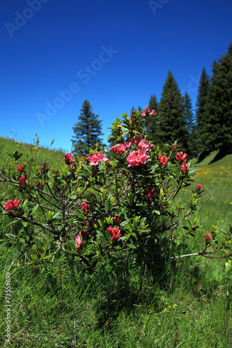 Alpenrosen