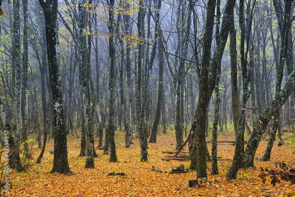 Fototapeta premium Autumn forest as a background. Autumn landscape