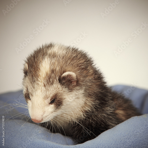 Detail of ferret portrait