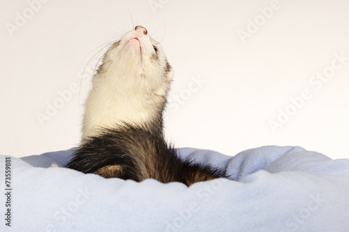 Ferret waking up in bed © Couperfield