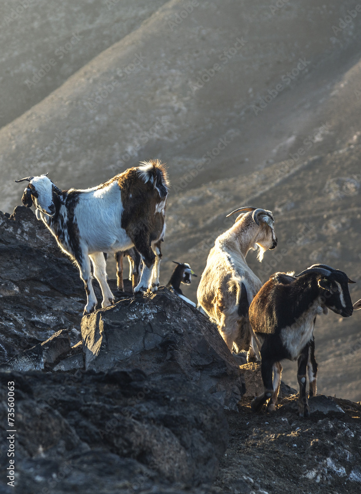 Naklejka premium flock of goats in the mountains