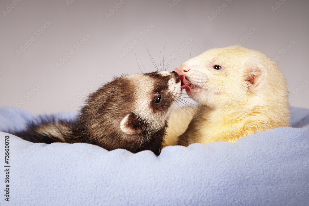 Ferret kisses