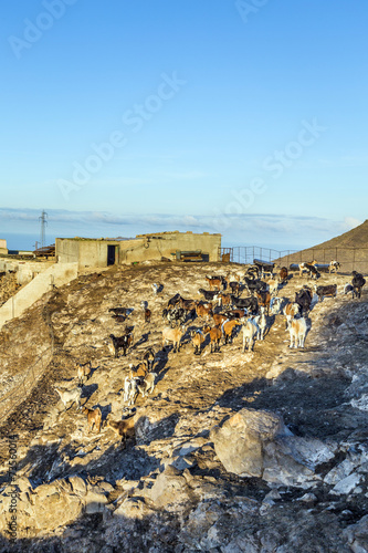 flock of goats in the mountains