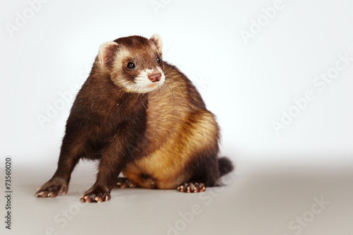 Nice ferret posing on background