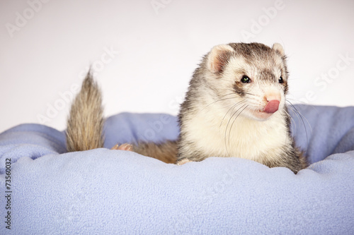 Ferret looking from bed