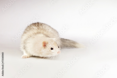 Silver ferret on background