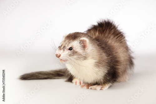 Ferret posing for portrait