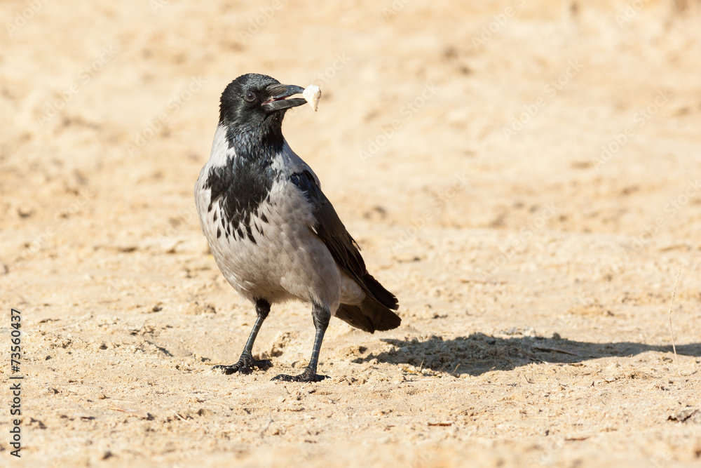Corvus cornix, Hooded Crow. Corvus cornix, Hooded Crow.
