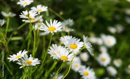 Flowers on grass background. Natural abstract composition