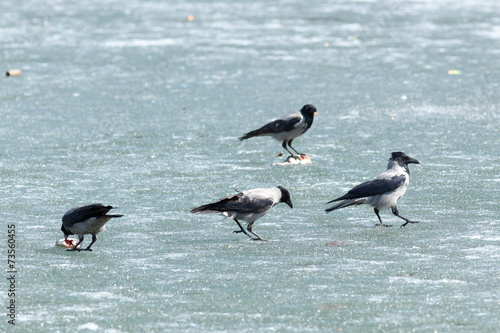 Corvus cornix  Hooded Crow.