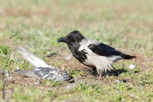 Corvus cornix, Hooded Crow.