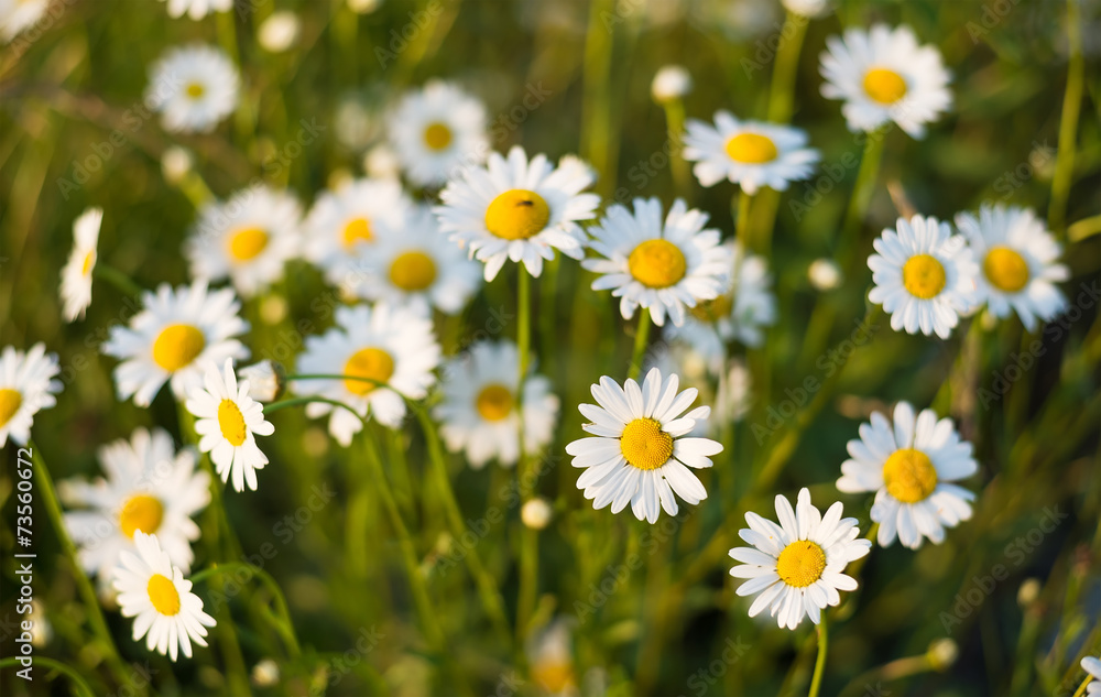 Spring flowers as a background. Natural background Spring flowers as a background. Natural background