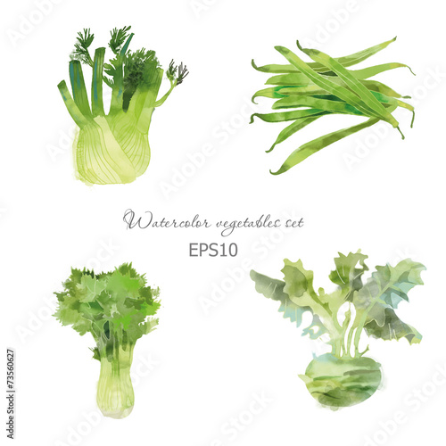 Set of lettuce fennel bean kohlrabi