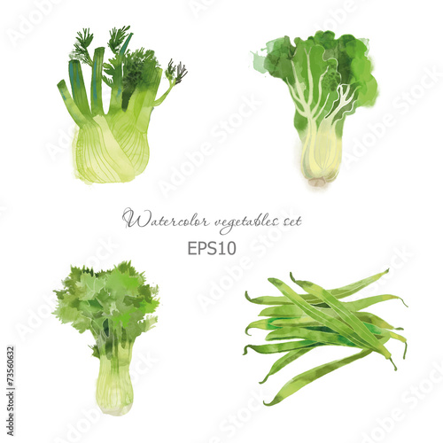 Set of lettuce celery fennel bean