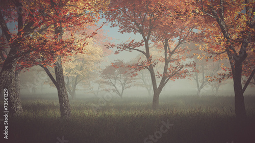 Autumn forest in the mist.