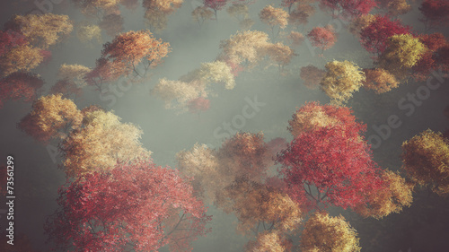 Aerial of autumn forest in the mist.