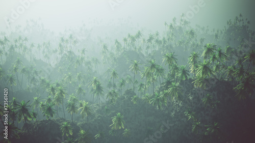 Aerial of palm forest in the mist.