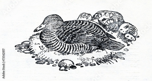 Common eider (Somateria mollissima) in nest