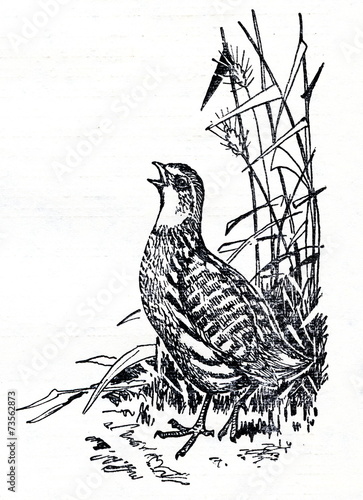 Common quail (Coturnix coturnix) photo