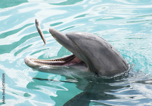 Dolphin's Snack