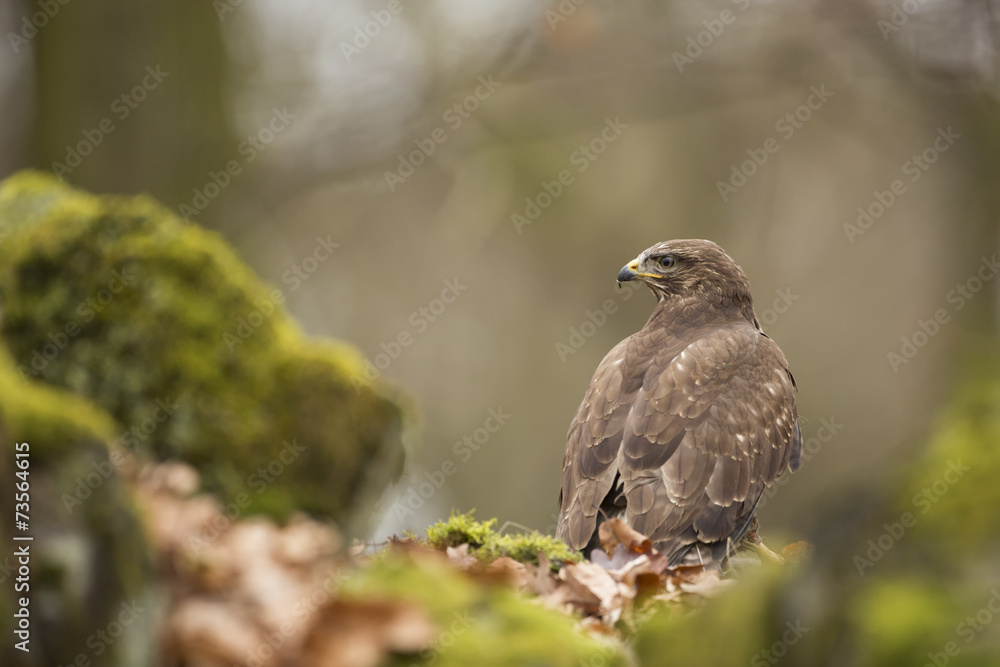 Common Buzzard Common Buzzard