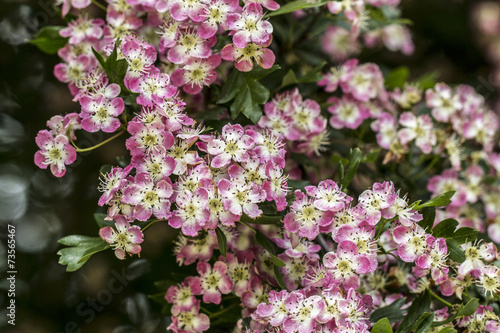 Tiny Pink Blossom Flowers - Macro Photography